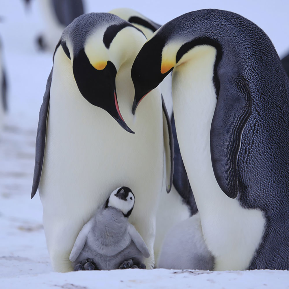 潜入! スパイカメラ 〜ペンギン 極限の親子愛〜 
© John Dower Productions 2013