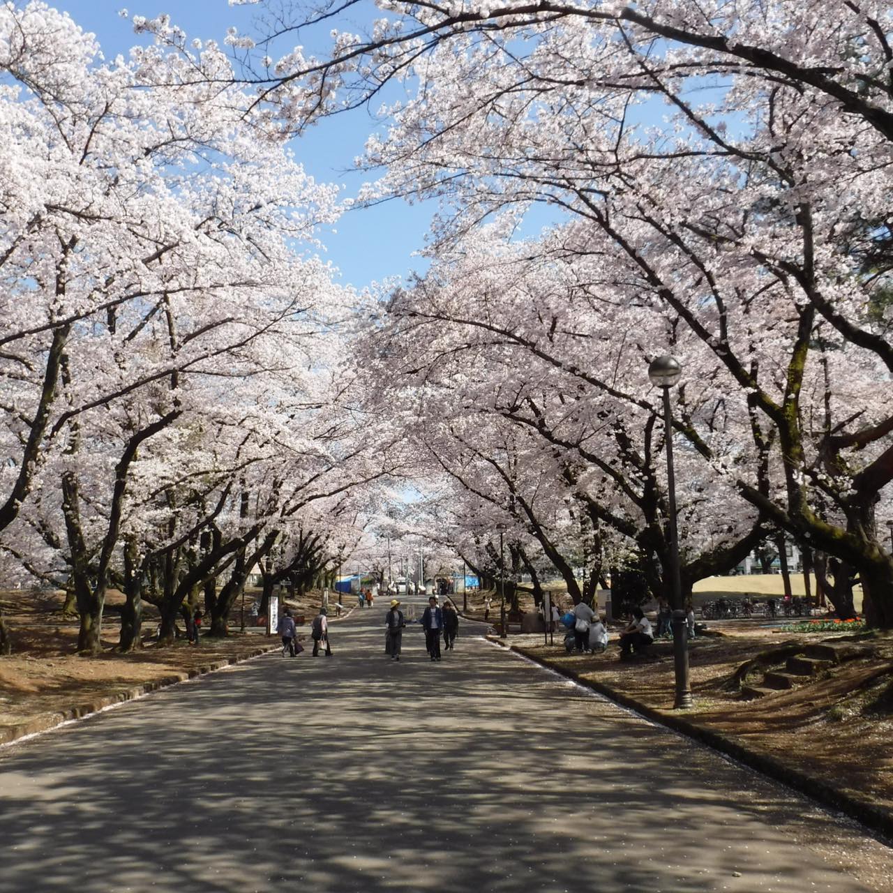 今年の桜は“ながら”に限る。「お花見気分」で行きたい都内カフェ8選