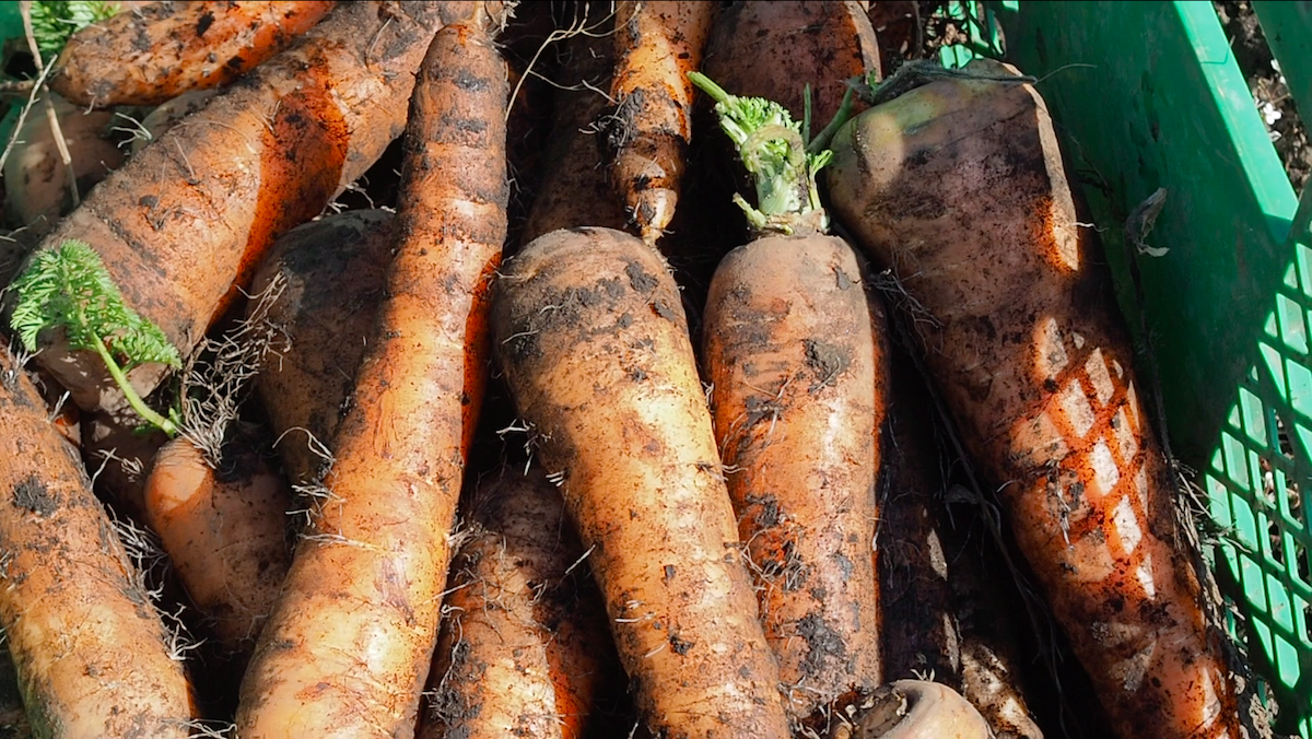 畑の味をテーブルへ。生産者と消費者を繋ぐ食のポータルサイト「GREAT FARMERS TABLE」