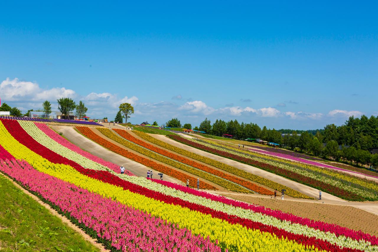 赤れんが庁舎と四季彩の丘。心を癒す北海道の2大スポットの今
