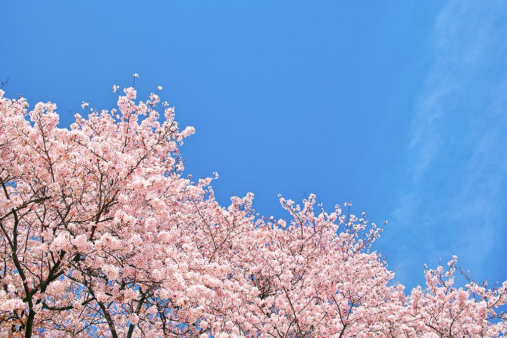 【2021年春】お花見は、カフェついでに。満開間近！おすすめスポット8選
