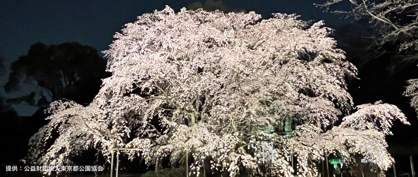 【会期終了】江戸情緒を感じる、春の宵。六義園の夜間特別観賞で、幻想的な夜桜散歩を